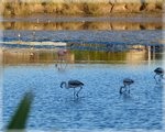 Flamenco adulto y juveniles junto a otras aves playeras