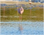 Flamenco de frente en la albufera