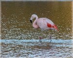 Flamenco adulto de plumaje rosado caminando en el agua