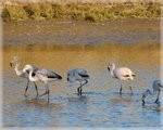 Grupo de flamencos juveniles en la albufera