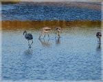 Flamencos juveniles caminando en la albufera